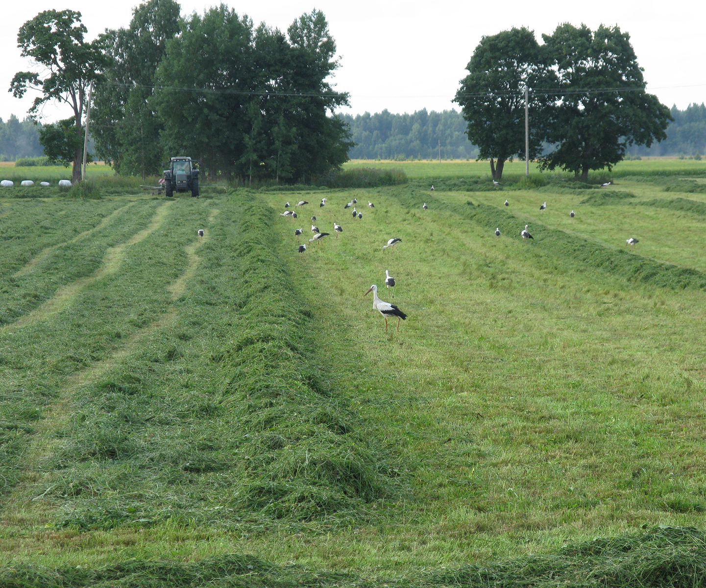 økologisk landbrug