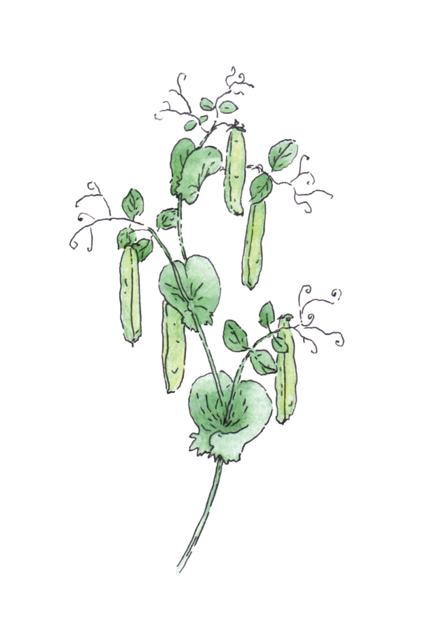 brunært-plante-fritlagt Brunært Plant Mate
