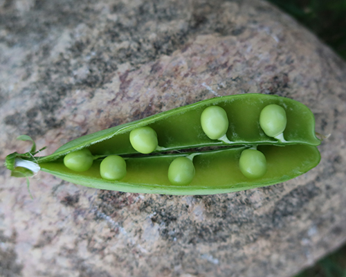 ærter plant mate